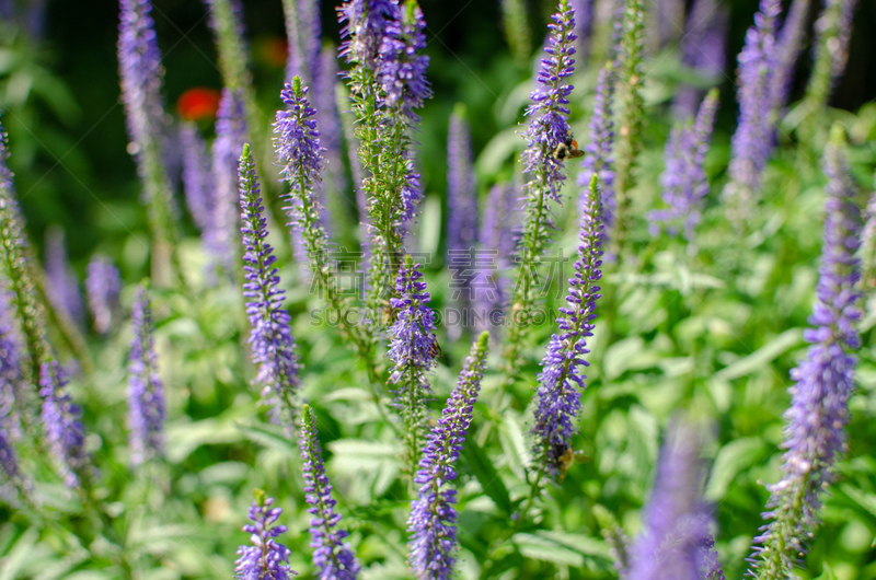 蜜蜂,紫色,鼠尾草花,大黄蜂,公园,色彩鲜艳,植物,户外,晴朗,草地