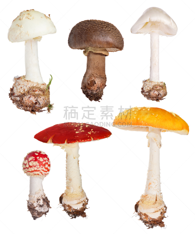 毒蝇菇,有毒生物体,白色,蘑菇,分离着色,黄貉鹅膏菌,鬼笔鹅膏,瓢蕈,毒蘑菇,背景分离