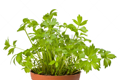 自然,植物,水平画幅,无人,拉维纪草植物,香料,叶子,花盆,草本,摄影