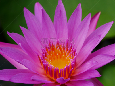 荷花,粉色,自然美,莫奈基金会,药,热带气候,泰国,池塘,色彩鲜艳,色彩饱和