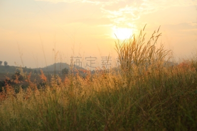 Field of Melinis Repens in the morning