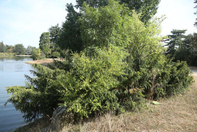普拉希德湖城,草坪,法国,草,池塘,湖,植物,河流,夏天,户外