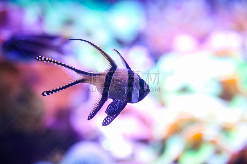 水族馆,,天竺鲷,热带鱼,自然,水,野生动物,水平画幅,无人,蓝色