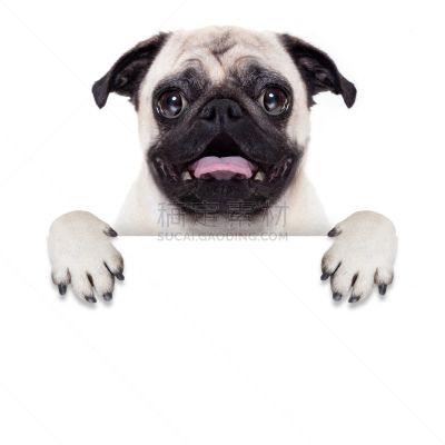 布告,狗,puggle犬,巴哥犬,拳师犬,贺卡,留白,边框,面无表情,爪子