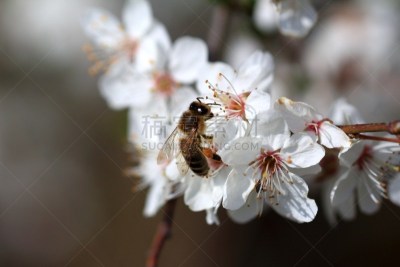 Biene bei der Bestäubung der Blüte