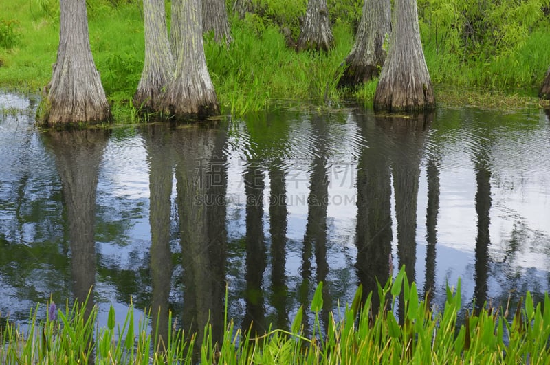 cypress stumps submerged in the swamp