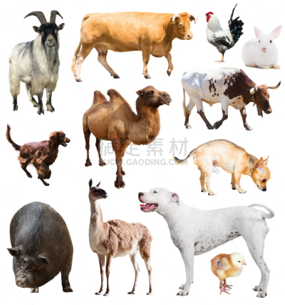 白色,牲畜,分离着色,垂直画幅,兔子,组物体,骆驼,小公鸡,哺乳纲,农业