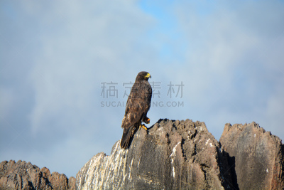 鸟类,加拉帕戈斯群岛,野生动物,世界遗产,图像,加拉帕戈斯鹰,厄瓜多尔,野外动物,无人,蓝足结巴鸟