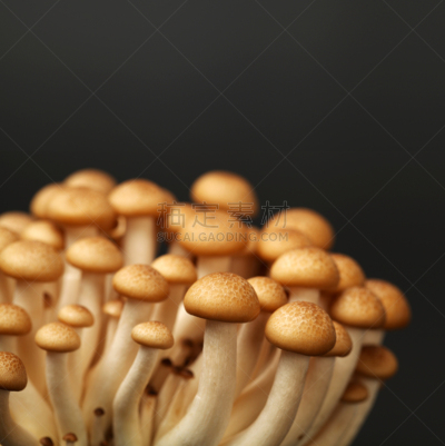 褐色,山毛榉树,蘑菇,垂直画幅,孢子,小的,无人,姬菇,植物茎,真菌