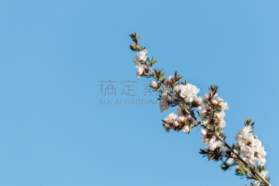 天空,嫩枝,白色,麦卢卡树,青绿色,留白,水平画幅,小的,无人,松红梅