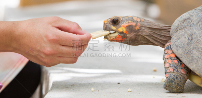 龟,动物头,红色,樱桃,动物足,红足龟,自然,褐色,海龟,野生动物