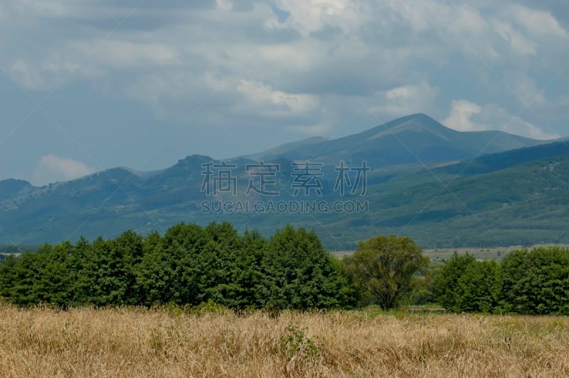 田地,山,林间空地,熟的,山顶,宏伟,森林,小麦,巴尔坎,中环