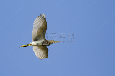 天空,苍鹭,池塘,图像,野外动物,水平画幅,夜晚,鸟类,巨大的,沼泽