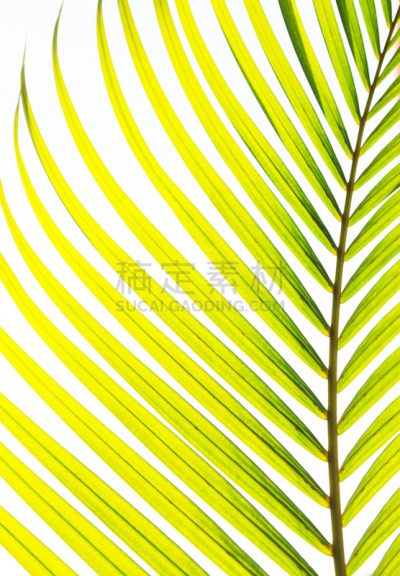 棕榈树,金棕榈,槟榔树,垂直画幅,枝繁叶茂,无人,热带树,尾灯,大特写,离开