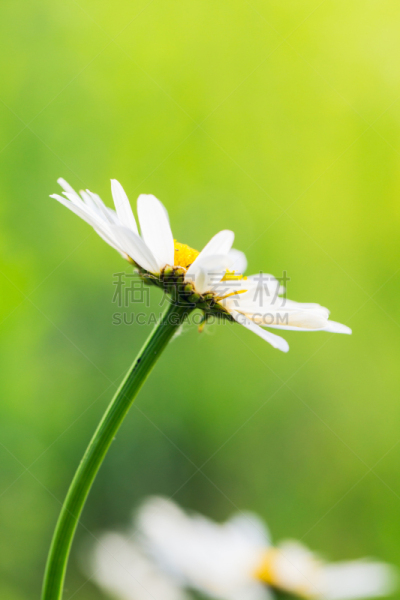 草,绿色,垂直画幅,美,公园,复活节,无人,洋甘菊茶,甘菊花,夏天