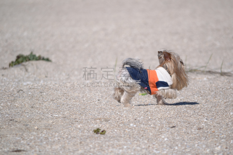 海滩,约克郡犬,褐色,水平画幅,沙子,梗犬,动物身体部位,户外,哺乳纲,友谊