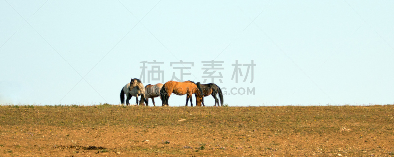 普赖尔野马山脉,怀俄明,野外动物,马,美国,蒙大拿州,州,山脊,国境线
