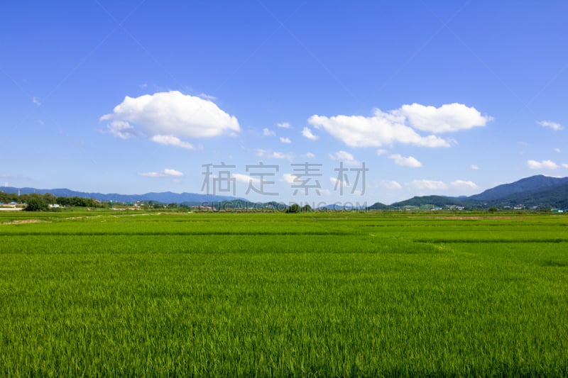 稻田,韩国,地形,天空,水平画幅,云,山,无人,户外,草