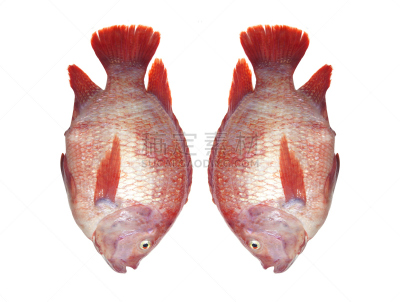 擦洗盆,鱼肉,罗非鱼,肉,海产,清新,泰国食品,死的,食品,泰国