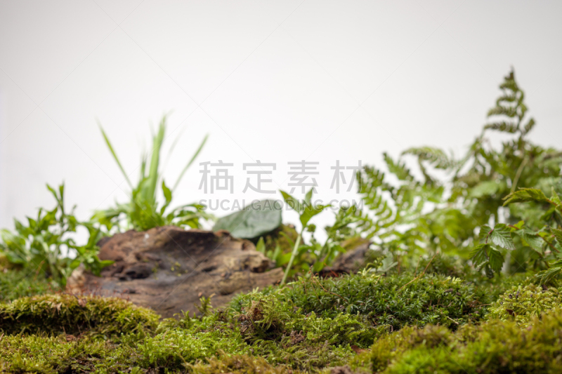 苔藓,植物群,白色背景,苔藓植物,地衣,自然,式样,水平画幅,枝繁叶茂,无人