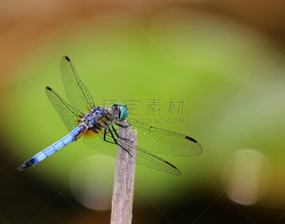 blue darter dragonfly,费郡,蜻蜓,自然,水平画幅,无人,夏天,雄性动物,昆虫,摄影