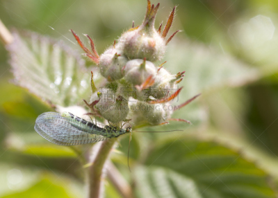 lacewing,自然,野生动物,水平画幅,绿色,动物身体部位,翅膀,特写,两翼昆虫,大特写