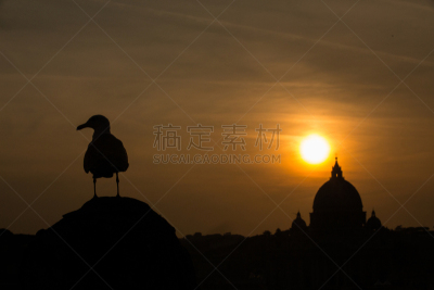 海鸥,圣天使堡,留白,水平画幅,无人,鸟类,阴影,要塞,国际著名景点,长方形会堂