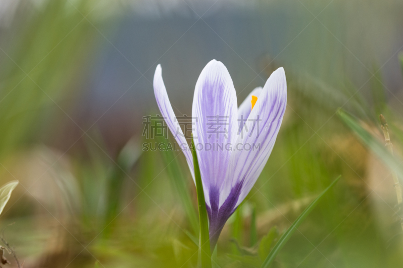 番红花属,花朵,春季系列,瑞典,清新,自然美,春天,园林,植物,新的