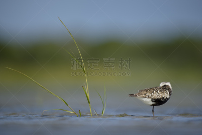 灰斑鸻,白色,野生动物,灰色,图像,野外动物,草,美国,动物,鸟类