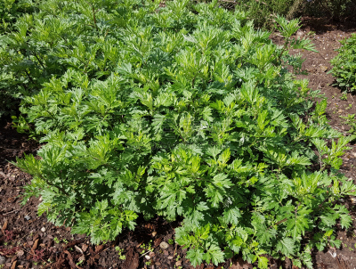 艾蒿,蒿属,bouquet garni,花序,水平画幅,秧苗,无人,健康保健,香料,户外