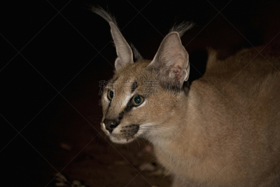 狞獾,山猫,自然,野生猫科动物,美,野生动物,水平画幅,夜晚,野外动物