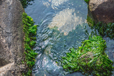 海草,海滩,混凝土,盔甲服,水,水生植物,水平画幅,枝繁叶茂,红海草,无人