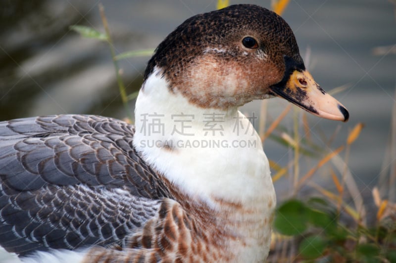 鸭子,西班牙高铁,水平画幅,无人,2015年,动物,翎毛,户外,湖,摄影