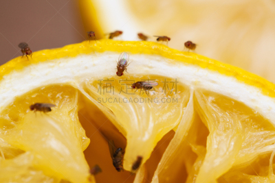 果蝇,水果,水平画幅,无人,生食,特写,柠檬,彩色图片,害虫,黄色
