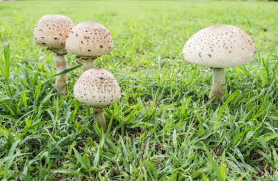 有毒生物体,蘑菇,伞形毒菌,植物叶柄,生物学,食品,草,真菌,2015年,户外