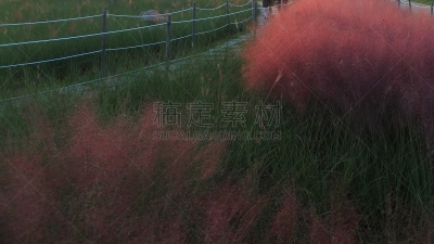 草,粉色,环境,公园,韩国,乱子草属,朝鲜半岛,植物,背景,户外