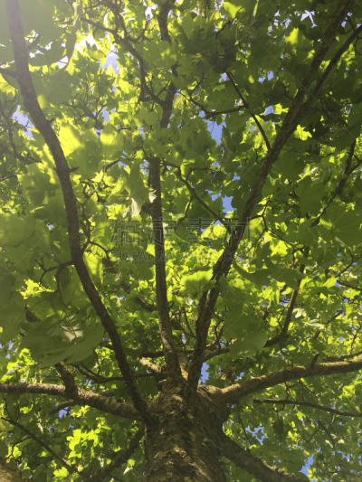 小无花果树,五月,2018,垂直画幅,天空,美,枝繁叶茂,云,无人,户外