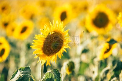 Sunflowers in a field in the afternoon.