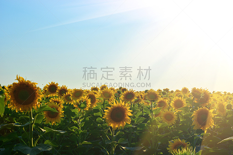 向日葵,夏天,自然,留白,地形,草地,水平画幅,无人,2015年,日光