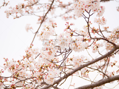 吉野樱花,天空,枝,背景,美,留白,水平画幅,樱桃,优美,户外