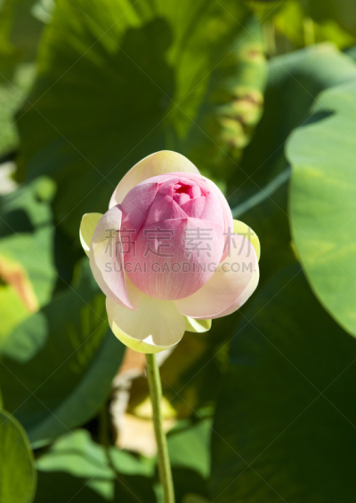 睡莲,垂直画幅,留白,无人,户外,池塘,彩色图片,开,花,摄影