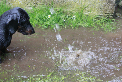 迷你腊肠犬,狗咬狗比赛,腊肠犬,热狗,水,纯种犬,水平画幅,小的,进行中,嬉戏的