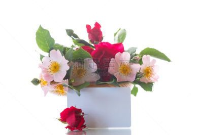 玫瑰,花束,野生植物,红色,briard,野玫瑰,动物家庭,美,贺卡,水平画幅