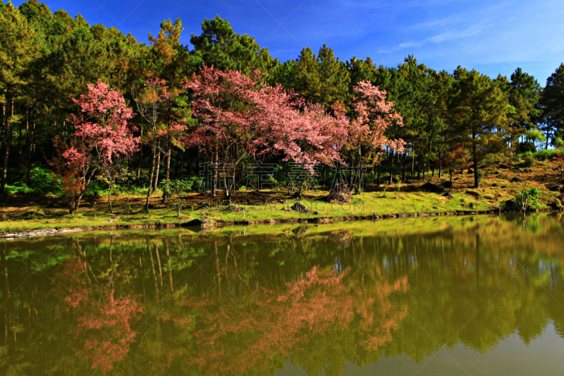 茵他侬国家公园,自然,国家公园,水平画幅,喜马拉雅山脉,户外,野生植物,泰国,野花,冬天