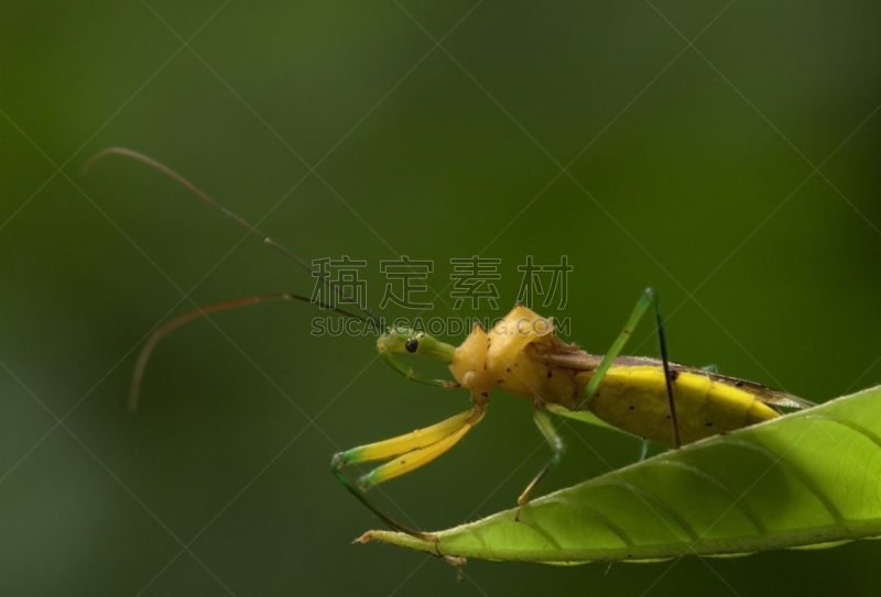 水平画幅,户外,生物学,特写,热带气候,甲虫,植物学,大特写,昆虫