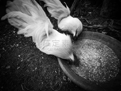 白色,食品,稻,矮脚鸡,家禽,家庭生活,动物身体部位,夏天,地板,人的头部