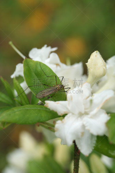 杜鹃花,白色,昆虫,lacewing,荧光色,垂直画幅,绿色,无人,翅膀,两翼昆虫