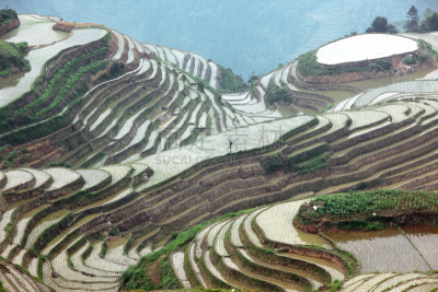 龙脊梯田,广西壮族自治区,梯田,中国,稻,壮族,瑶族,苗族,龙胜,阳朔