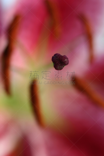 占星百合,抽象,大特写,垂直画幅,美,复活节,美人,夏天,活力,百合花