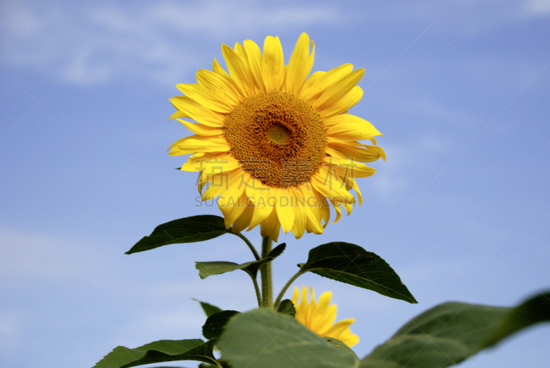 common sunflower,向日葵,天空,水平画幅,无人,蓝色,黄色,雏菊族,2015年,球洞区